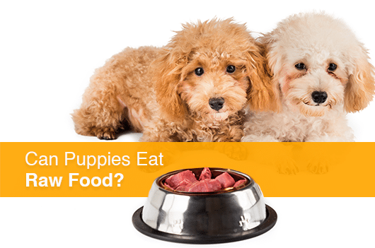 can puppies eat raw food