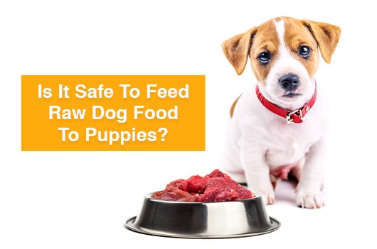 Is it safe to feed raw dog food to puppies