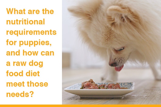 What are the nutritional requirements for puppies