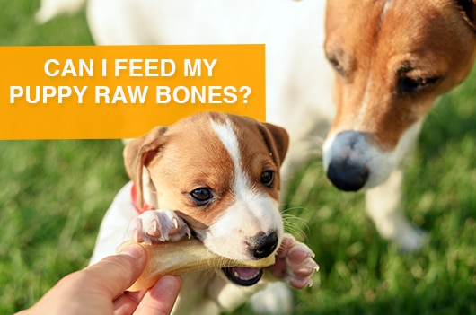 A cute puppy eating raw bone